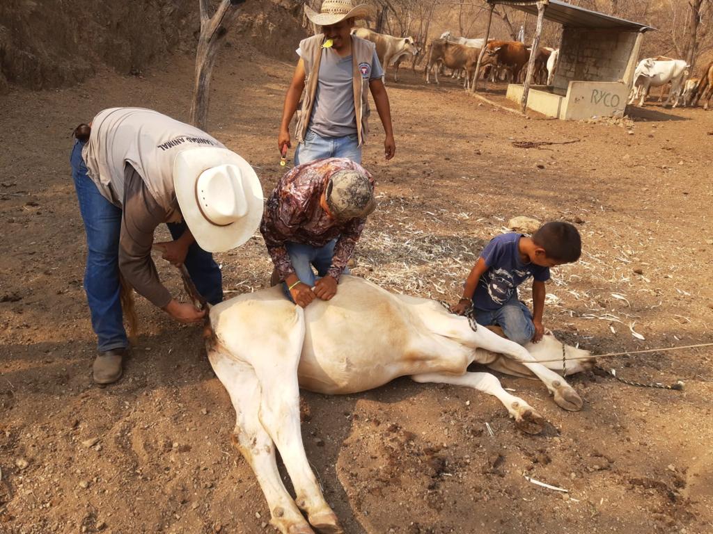 Inicia en Apatzingán revisión sanitaria de ganado bovino