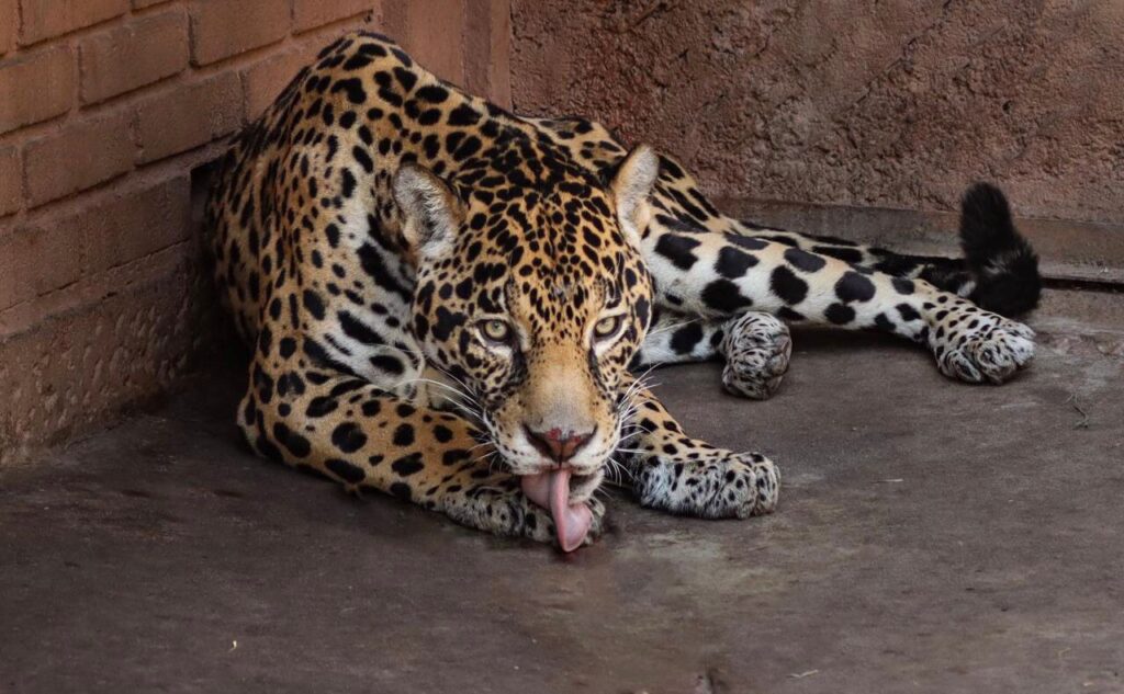 Pareja de jaguares llega al Zoo de Morelia con fines reproductivos